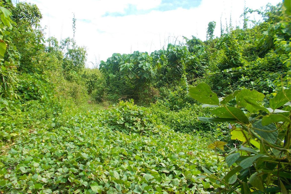 Land for Sale in Villa Paz, El Nido, Palawan – photo 3
