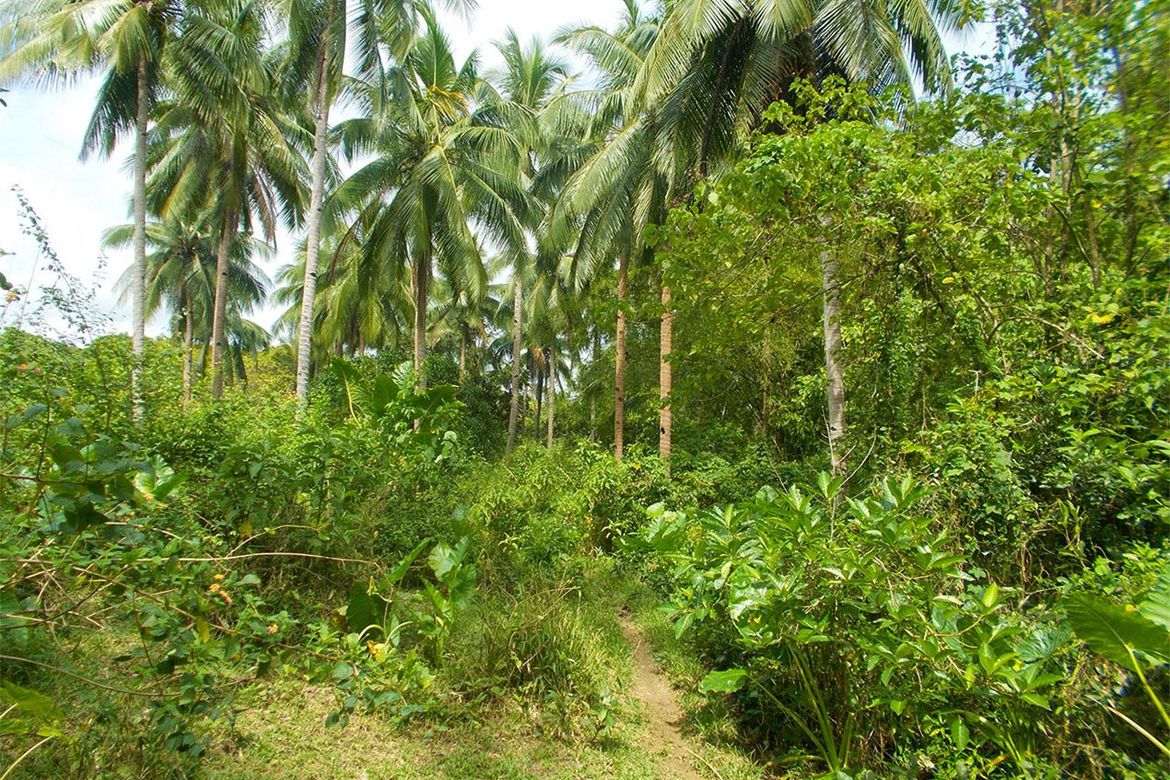 Land for Sale in Villa Paz, El Nido, Palawan – photo 4