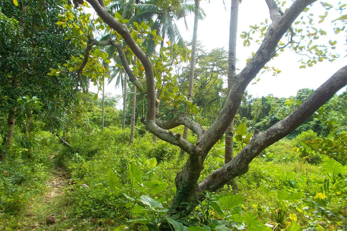 Land for Sale in Villa Paz, El Nido, Palawan – photo 7