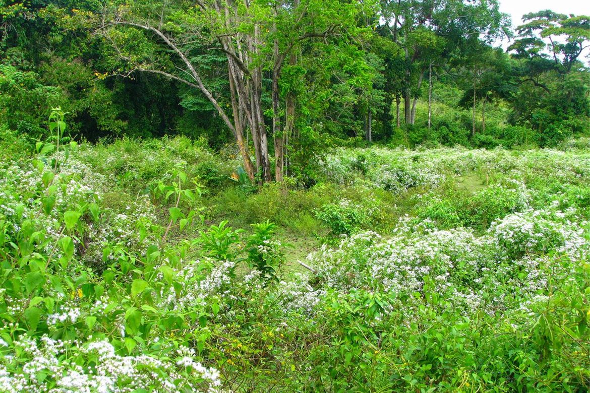 Land for Sale in Villa Paz, El Nido, Palawan – photo 2