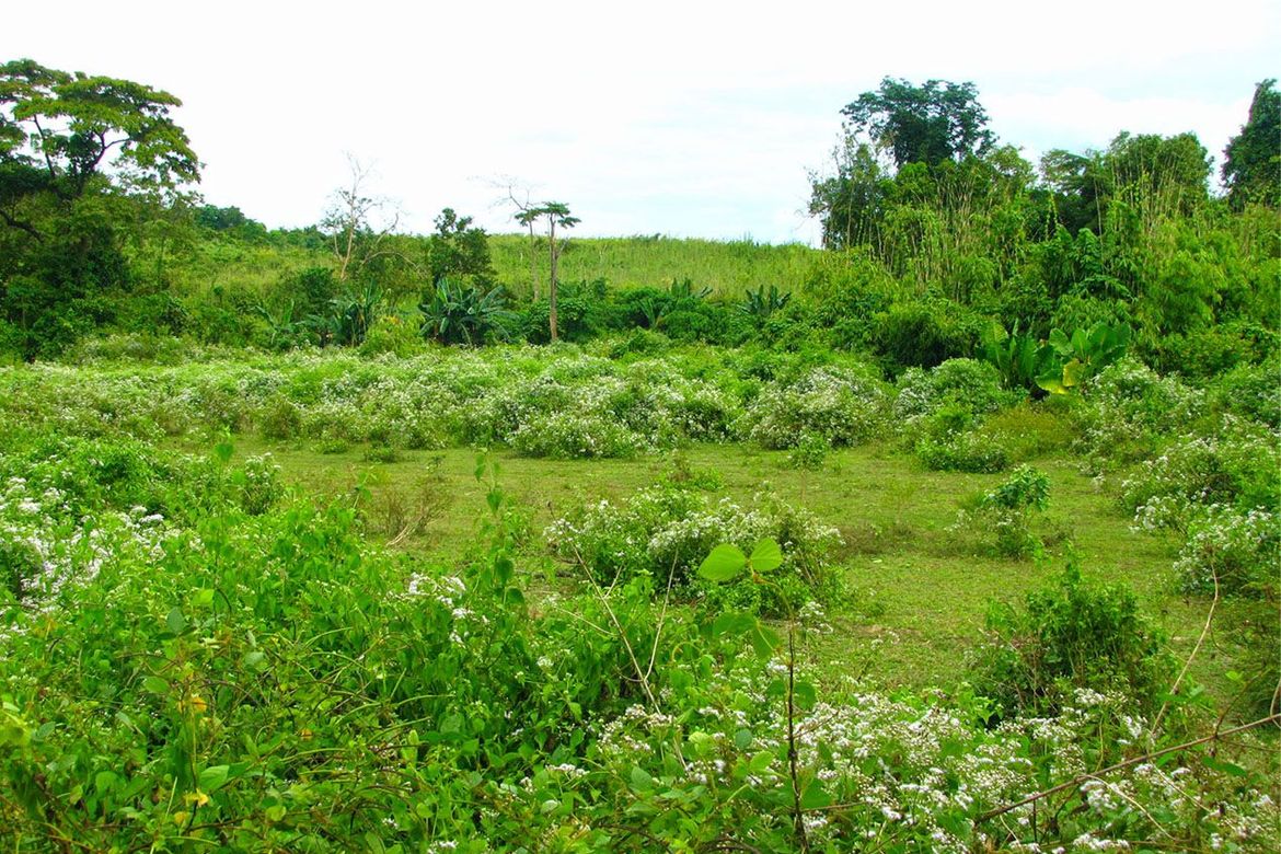Land for Sale in Villa Paz, El Nido, Palawan – photo 3