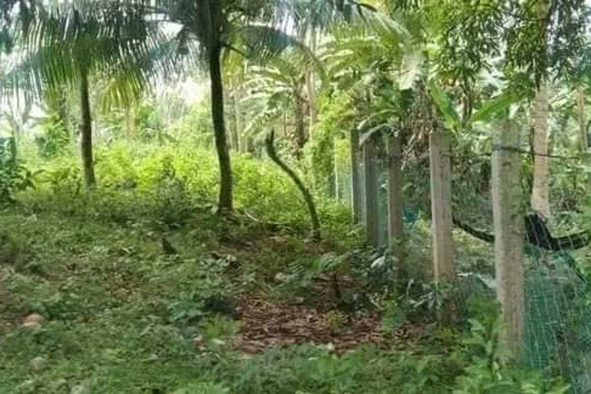 Land for Sale in Villahermosa, Tabuelan, Cebu – photo 4
