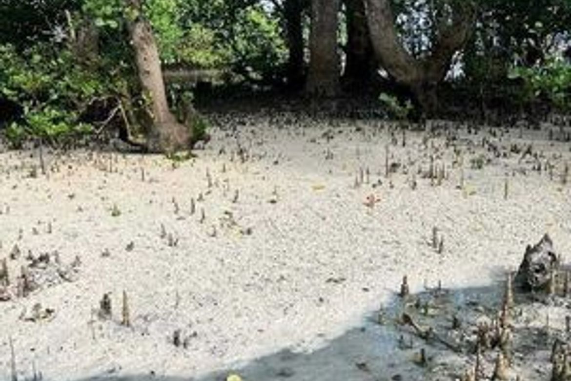 Land for Sale in Villahermosa, Tabuelan, Cebu – photo 7