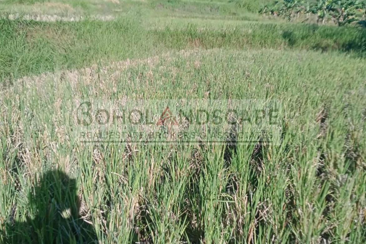 Land for Sale in Villarcayo, Carmen, Bohol