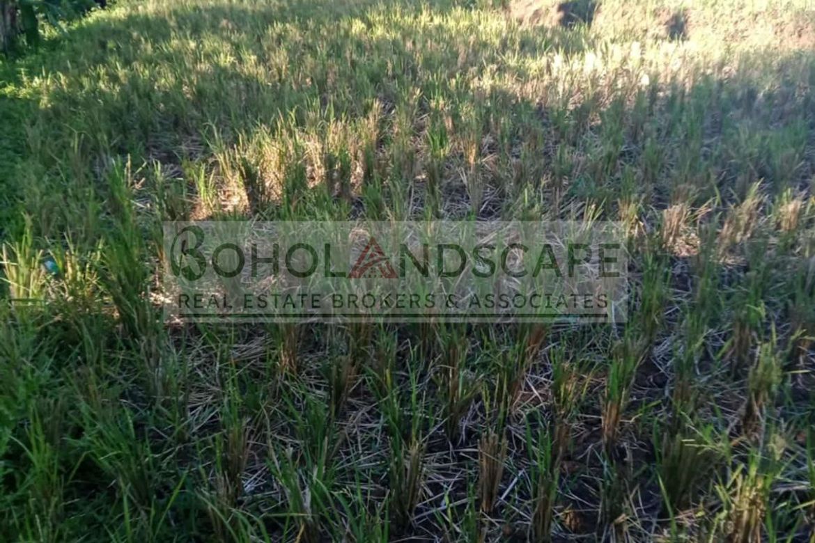 Land for Sale in Villarcayo, Carmen, Bohol – photo 5
