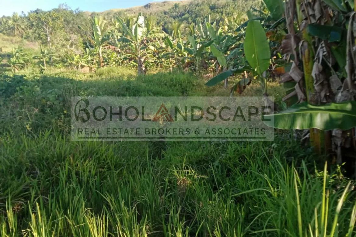 Land for Sale in Villarcayo, Carmen, Bohol – photo 6