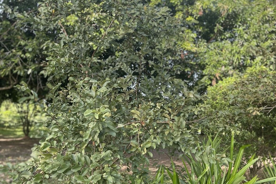Land for Sale in Wawa, Lumban, Laguna – photo 6