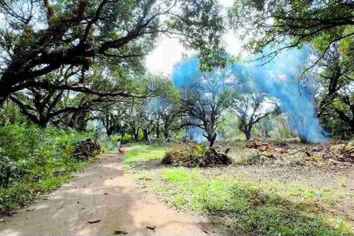 Land for Sale in Zone 5 Poblacion, Iba, Zambales – photo 2